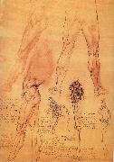 LEONARDO da Vinci Muscles and bone of leg and Hufte oil